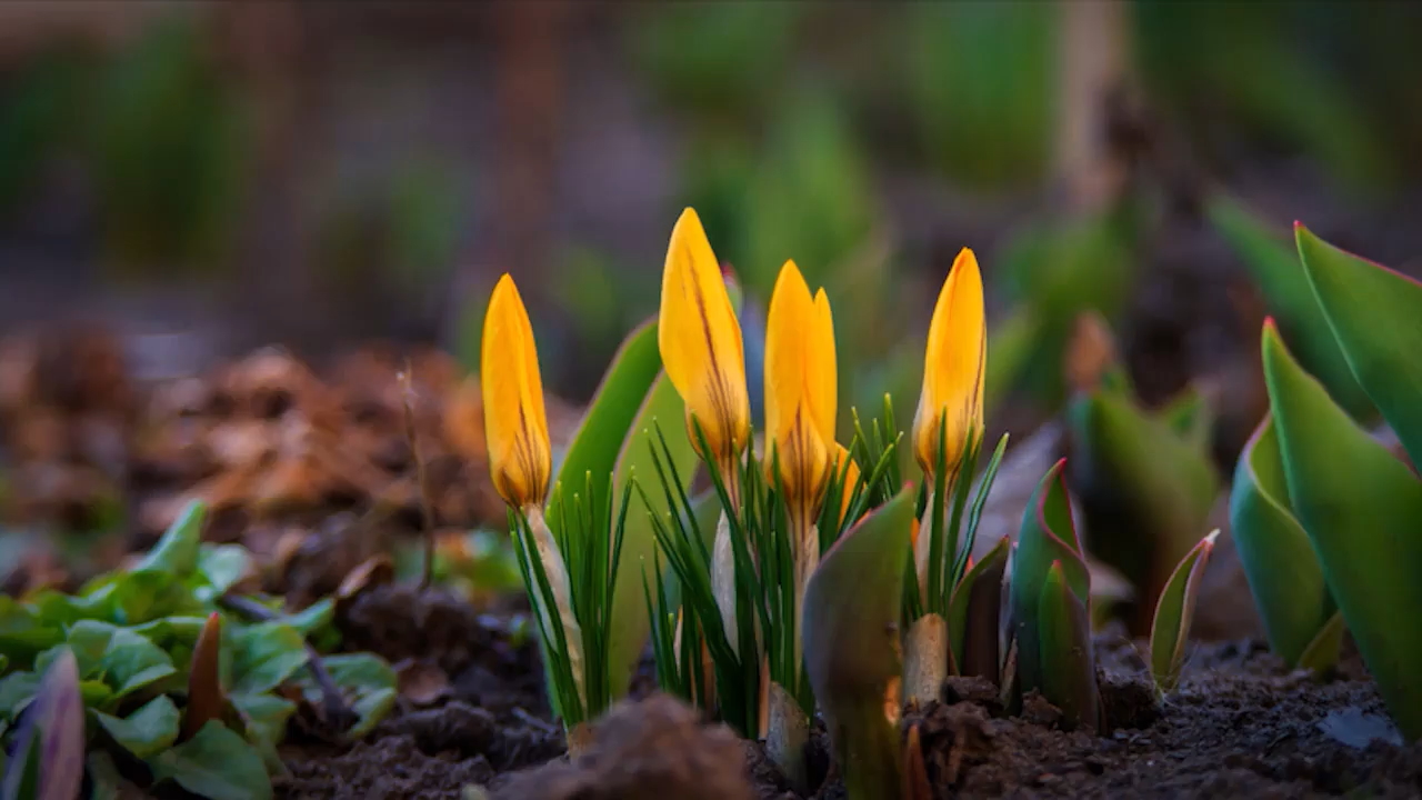 four yellow flowers beginning to bloom