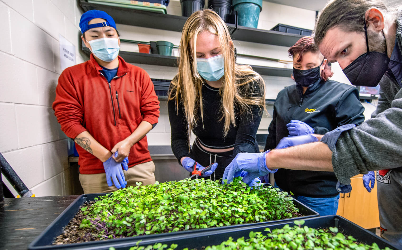 Microgreens